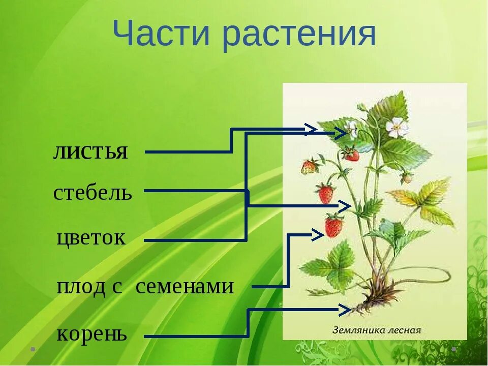 Растения первый класс. Части растения. Название частей растения. Строение растения. Строение и части растений.
