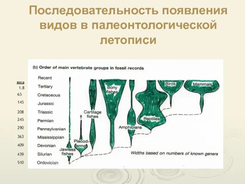 Последовательность появления организмов в эволюции. Последовательность появления видов. Палеонтологическая летопись. Последовательность возникновения освещения. Информация палеонтологическая летопись становление человека.