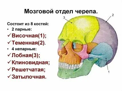К черепным относятся