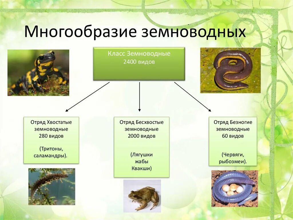 Разнообразие и значение земноводных 7 класс. Разнообразие земноводный. земноводные разнообразие. многообразие класса земноводные. презентация на тему земноводные.