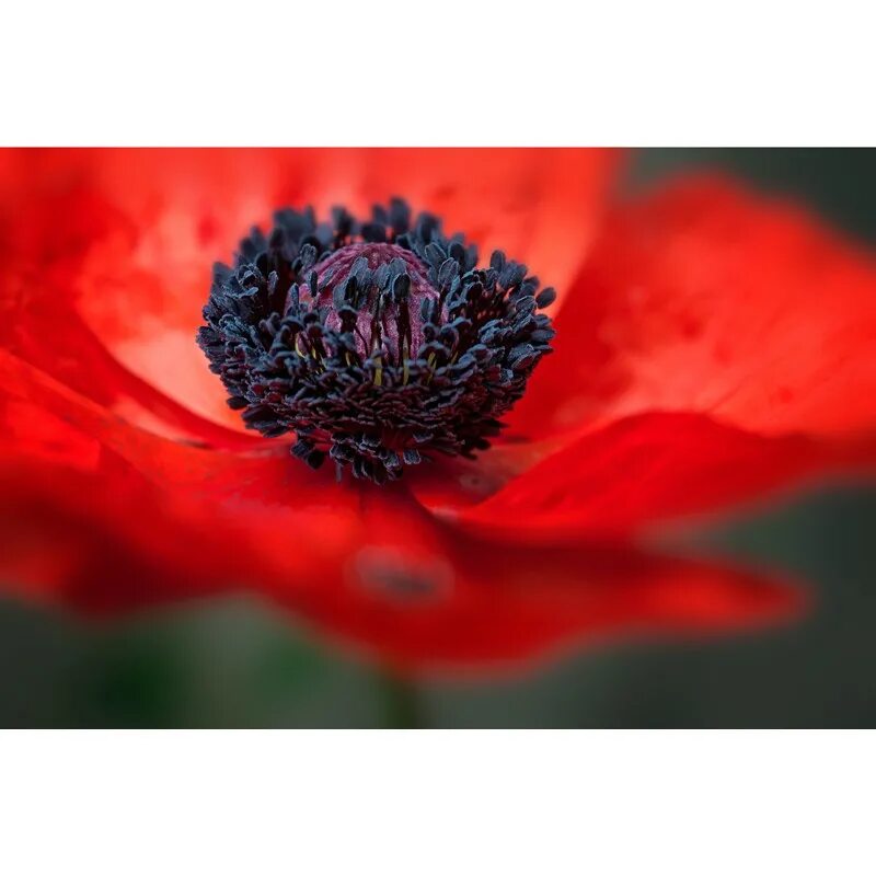 Цветовые сочетания. Цветовая палитра красный серый. Сочетание красного и белого. Палитра красных оттенков. Цветовая палитра красный.