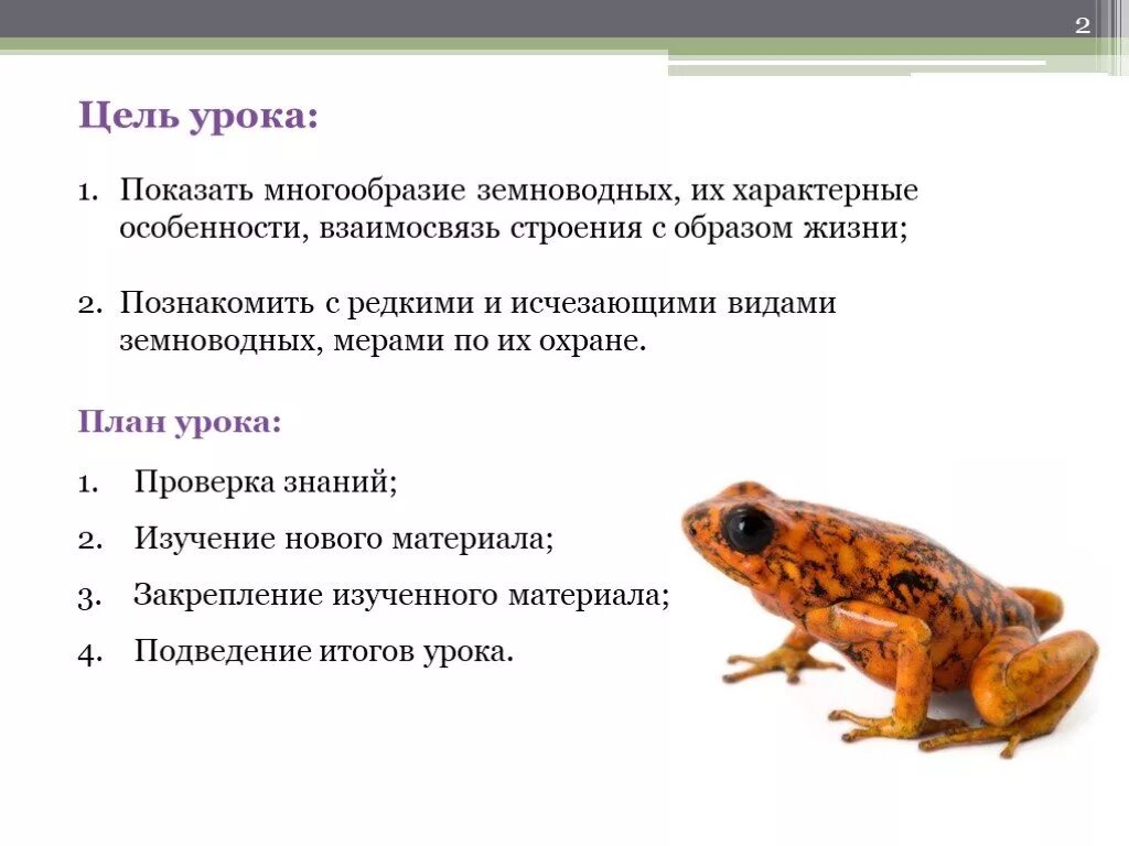 Многообразие земноводных. Видовое разнообразие земноводных. Характерные особенности земноводных. Урок многообразие земноводных.