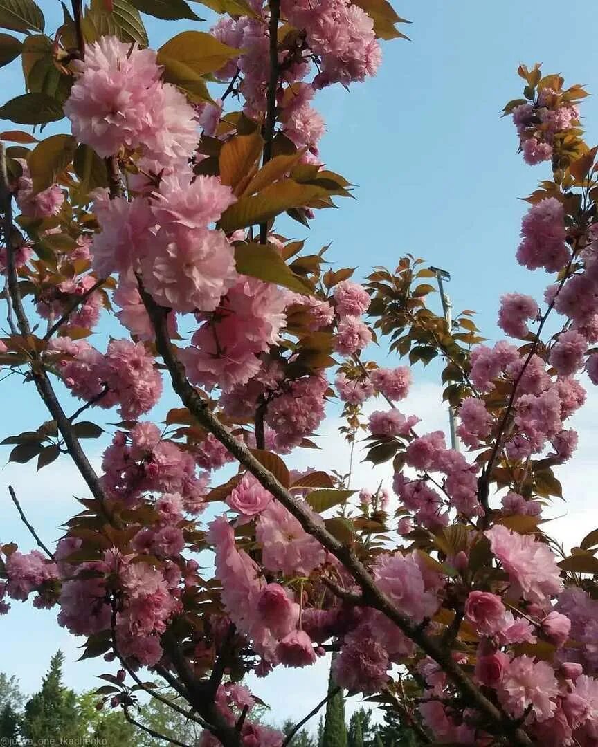 цветение сакуры в сочи. сочи сакура цветет. дендропарк сочи цветение сакуры. цветение сакуры в сочи. сакура в дендрарии сочи.
