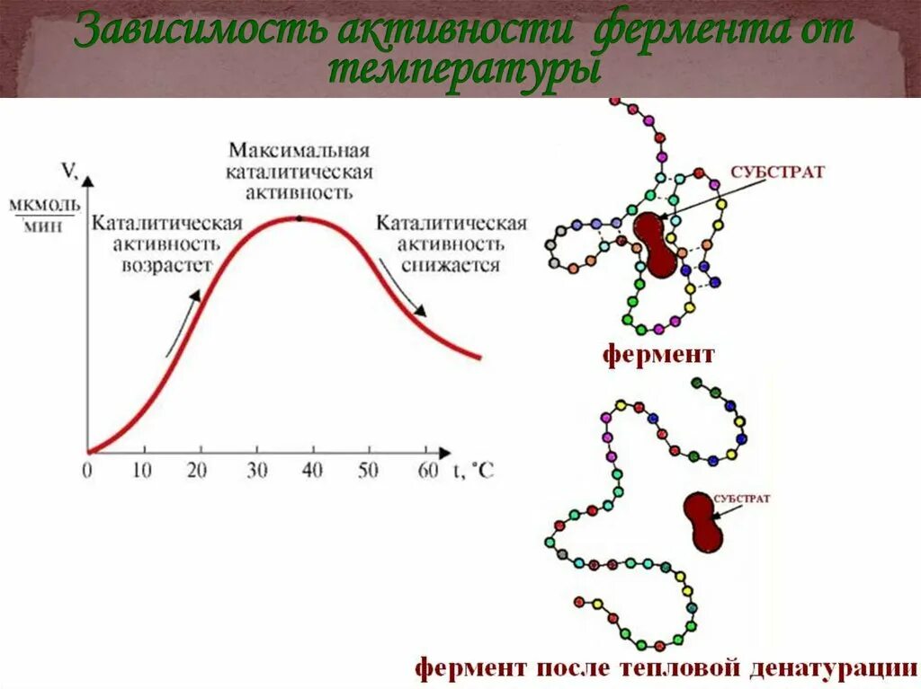 Изобразите зависимость активности ферментов от температуры. График зависимости активности ферментов от температуры. От чего зависит активность ферментов. Денатурация ферментов. Максимальная активность ферментов