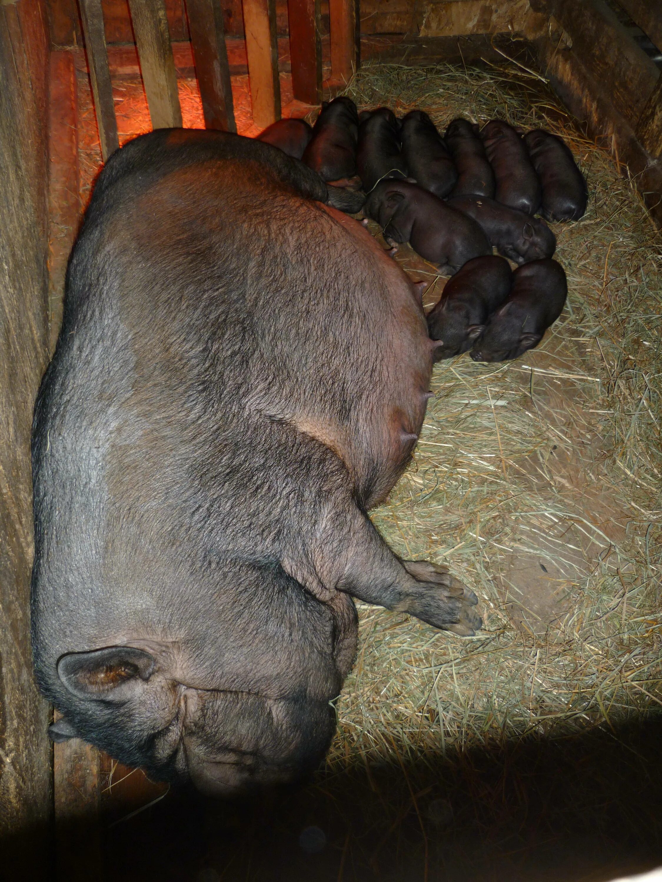 Вислобрюхие поросята вьетнамской породы. Вьетнамский вислобрюхий поросенок. Вьетнамская вислаухая свинья. Вьетнамские вислоухие поросята. Свиноматка вьетнамская вислобрюхая.