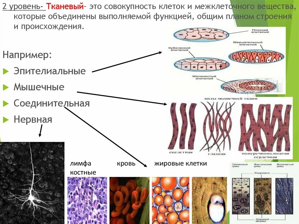 Тканевый уровень организации. Тканевый уровень примеры. Уровни организации тканевый уровень. Клеточный и тканевый уровни строения. Уровни организации организма клеточный