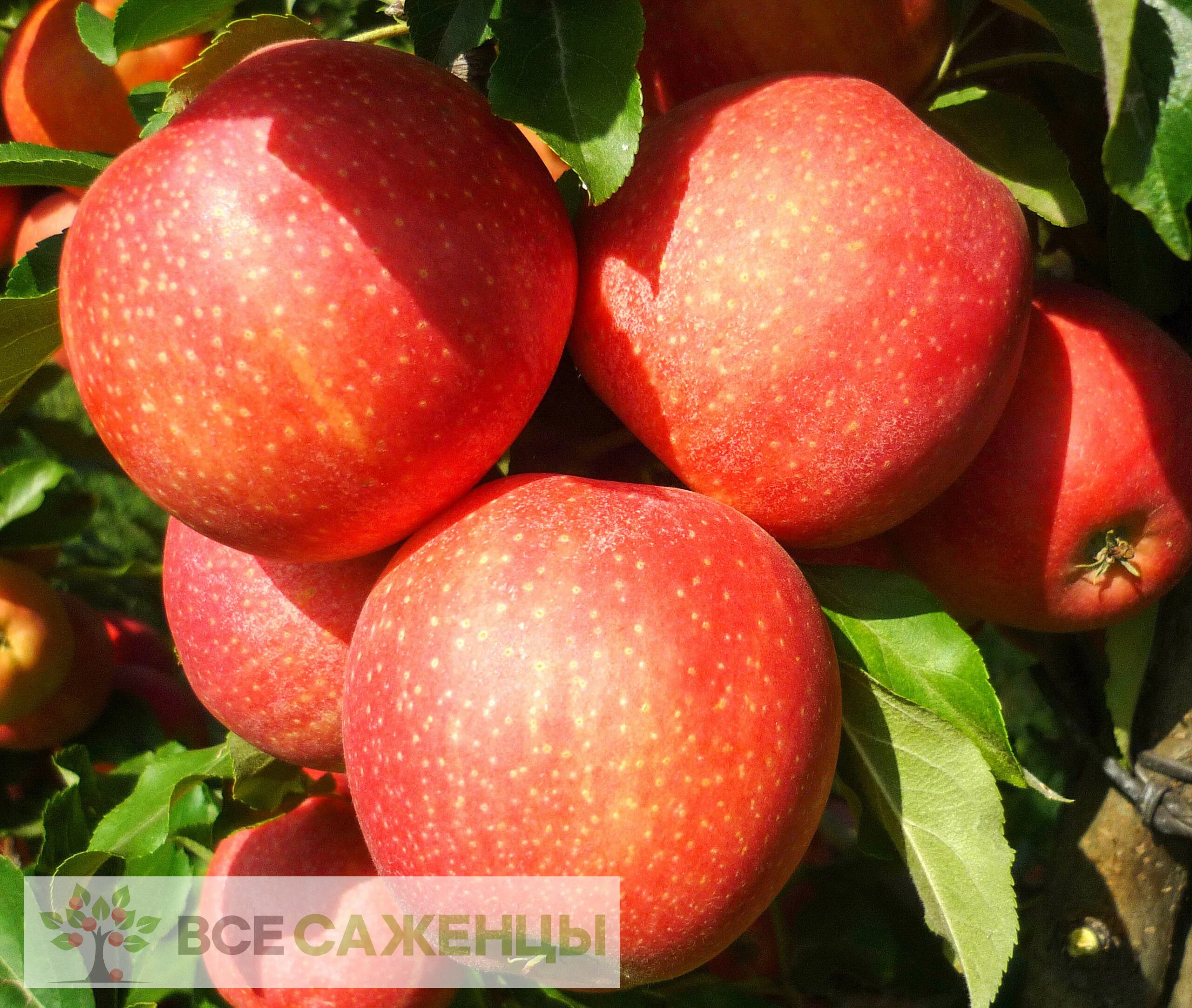 Саженцы яблоня гала. Саженцы яблоня гала. Ред бребурн яблоня. Яблоня роял гала. Яблоня гала брукфильд.