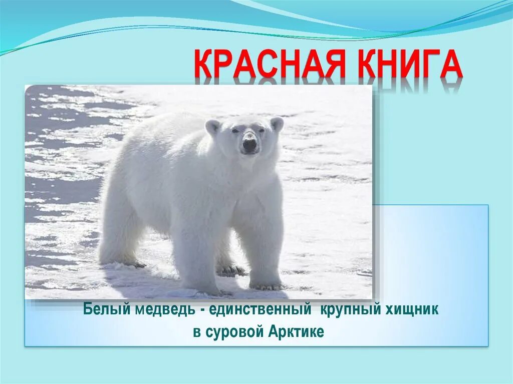 Картинки БЕЛЫЙ МЕДВЕДЬ В КАКОЙ КРАСНОЙ КНИГЕ