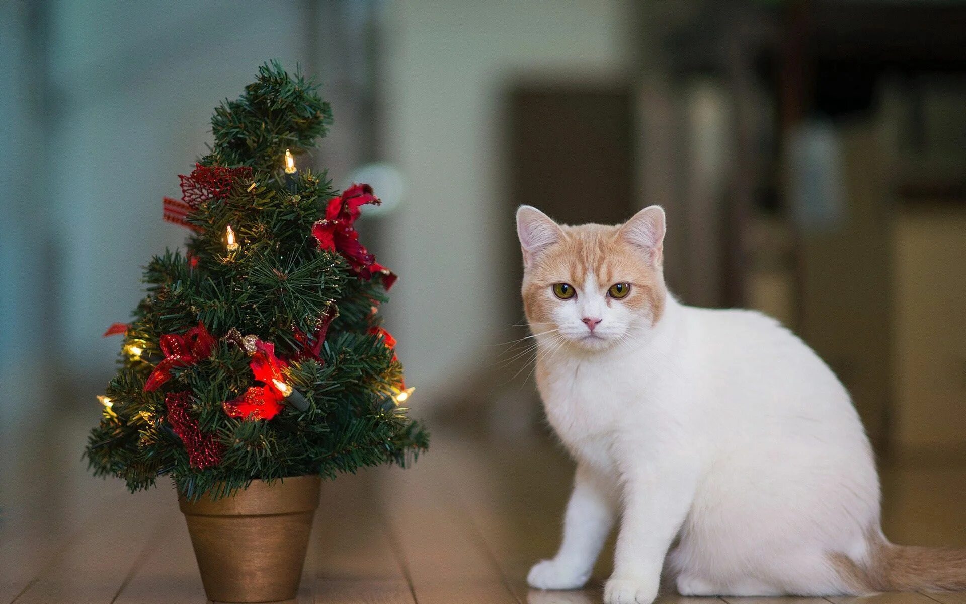 Кошечка последний. Новогодняя кошка. Новогодние котята. Кот новый год. Кот и Новогодняя елка.