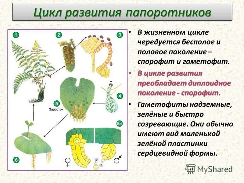 Преобладающее поколение у водорослей