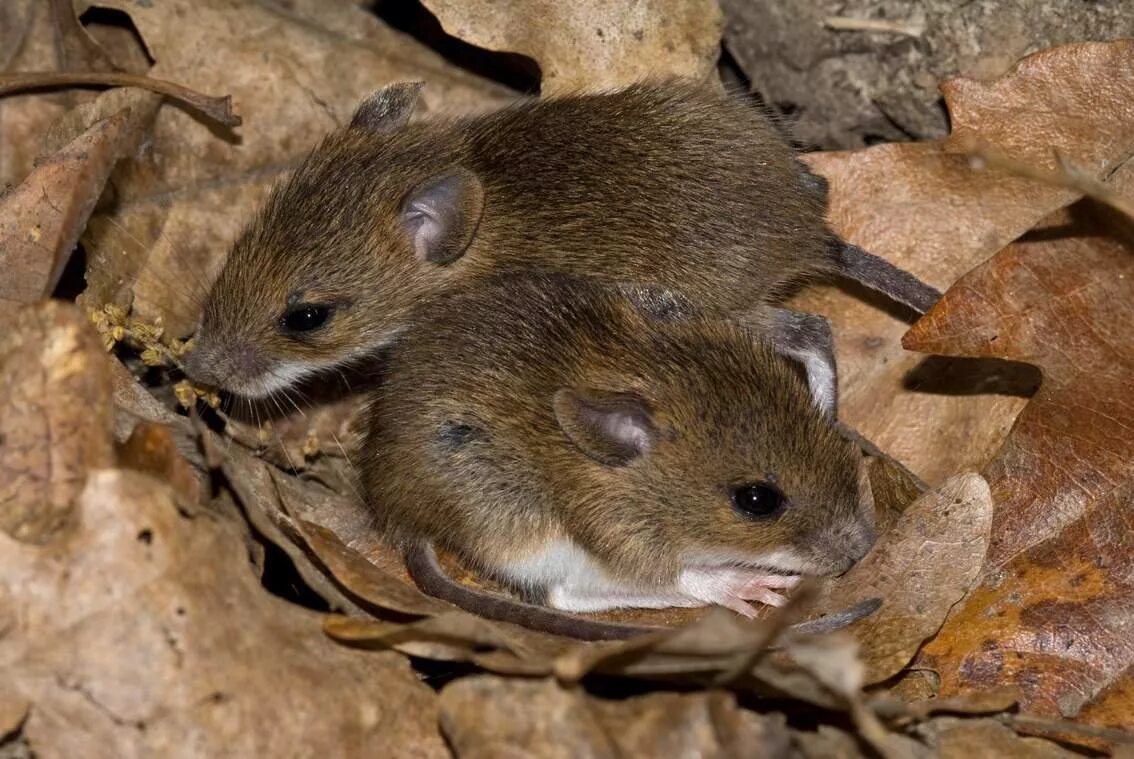 Полевая мышь Apodemus agrarius. Мышь Лесная полевка. Полевая мышь полевка. Лесная мышь (Apodemus sylvaticus).