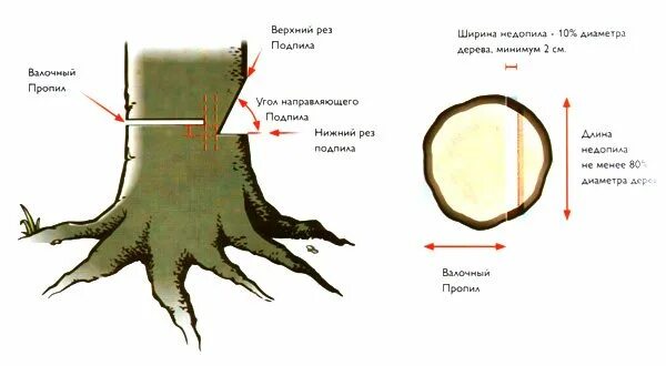 Направить в нужном направлении. Схема спиливания дерева бензопилой. Правильный подпил при валке деревьев схема. Правильный спил дерева схема. Схема Валки дерева бензопилой.