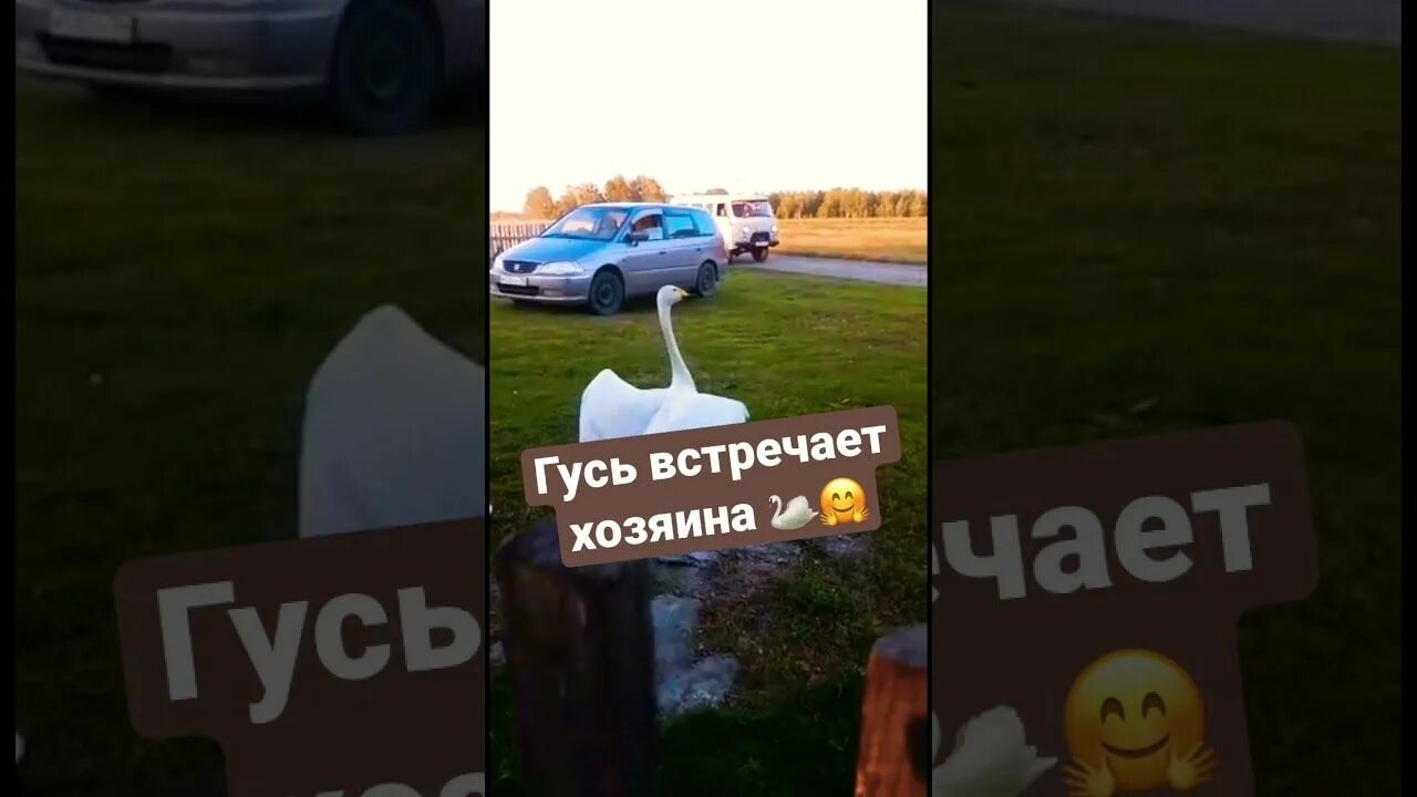 Гуси хозяев