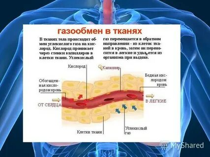 Строение легких газообмен в легких