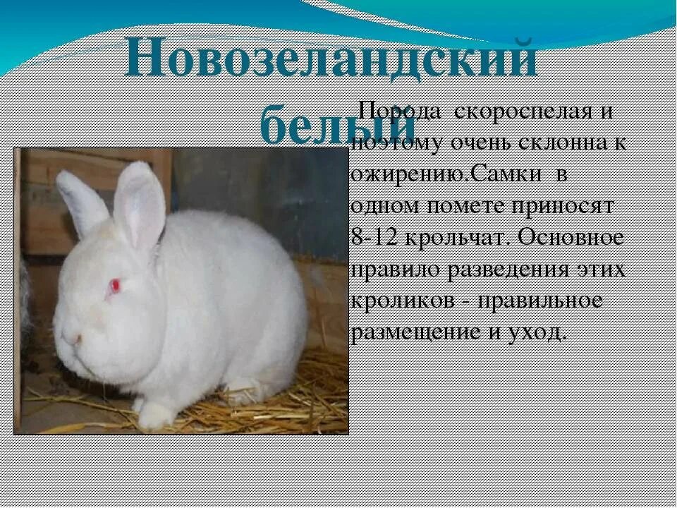 Сообщение о кролике. Сообщение о домашних кроликах. Факты о декоративных кроликах. Научный текст про кролика. Сведения о кроликах домашних.