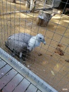 Липецкий зоопарк ул к маркса вл9