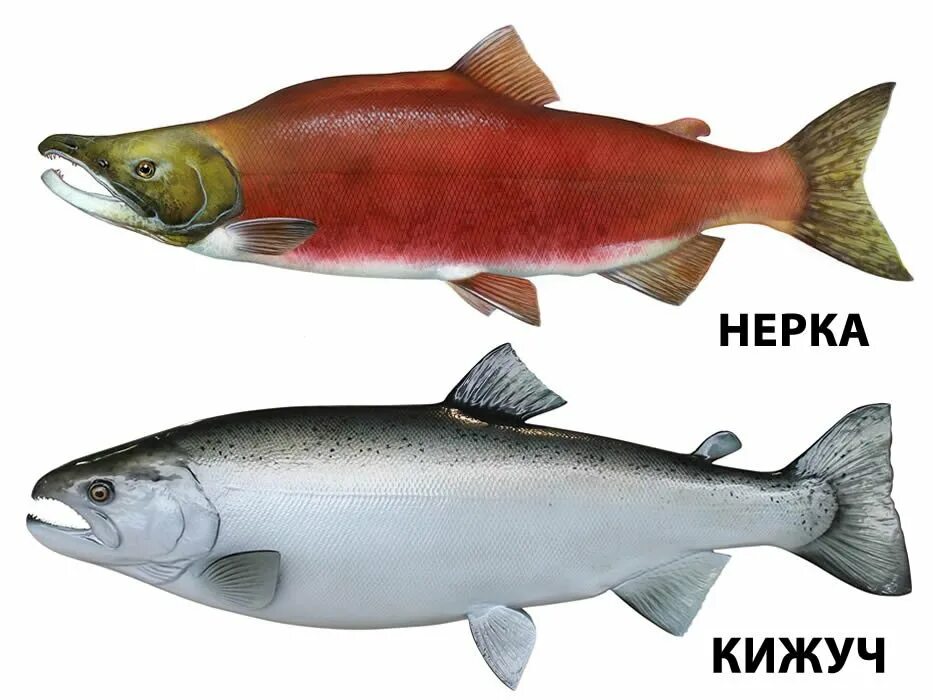 Семга самка