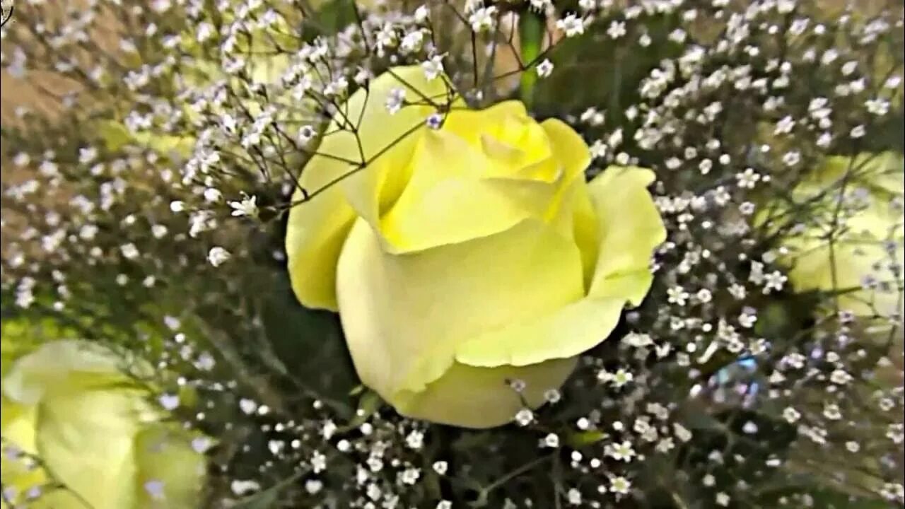Розы с гипсофилой в саду фото. Фон с гипсофилой. Фон с гипсофилой цветными. Цветок надежды видео