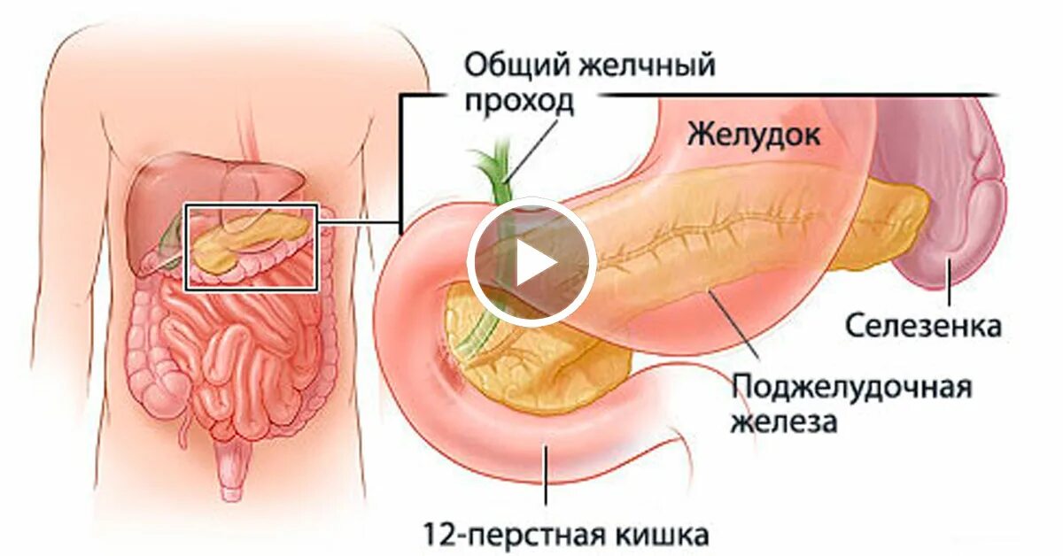 Желчный пузырь и поджелудочная железа расположение. Желудок поджелудочная селезенка. Расположение желудка у человека фото. Где находится селезёнка у человека фото у женщин.