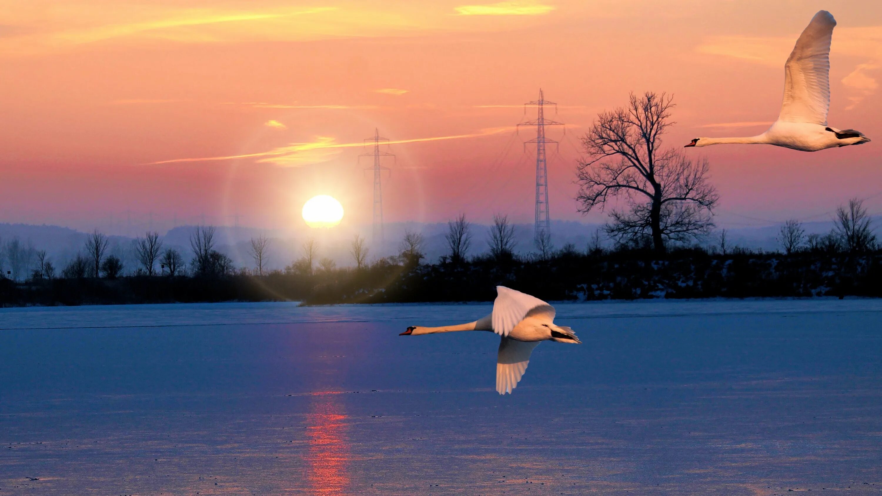 Лебеди на озере ночью. Лебеди в небе. Лебеди белые лебеди в небе опять. Белый журавль. Лебедь в полете.