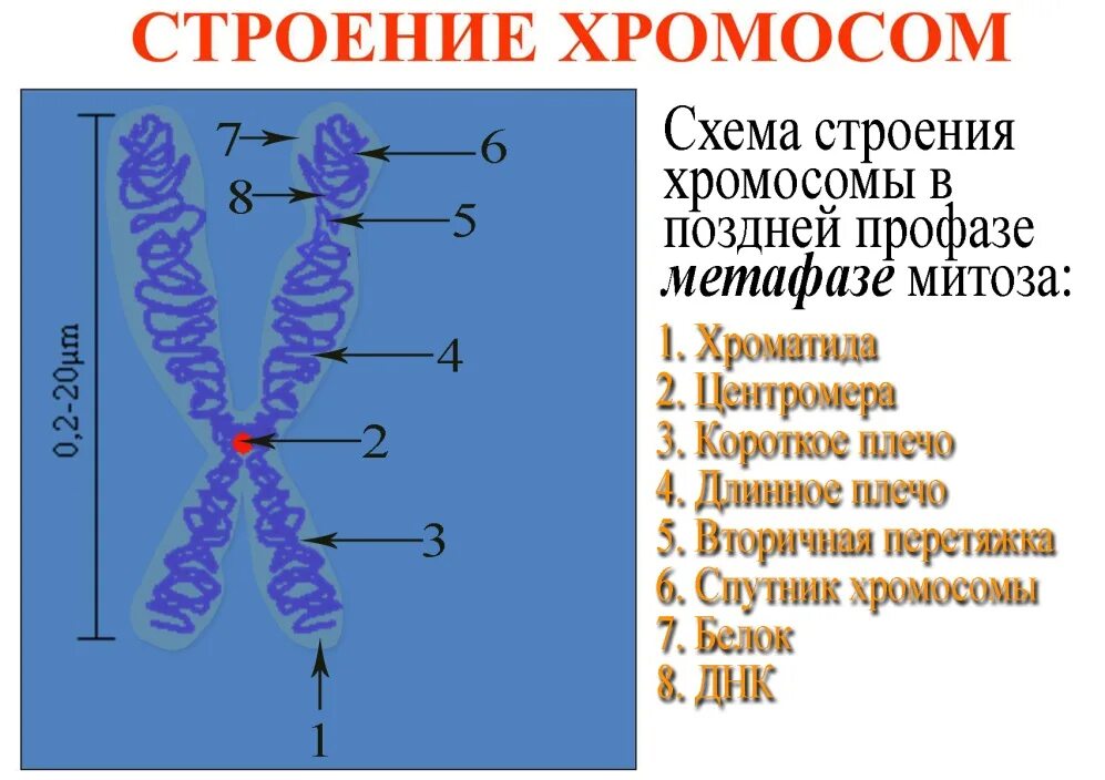 Хромосомы в растительной клетке. Строение хромосомы эукариотической клетки. Структурное строение хромосомы. Схема строения метафазной хромосомы. Строение хромосомы рисунок.