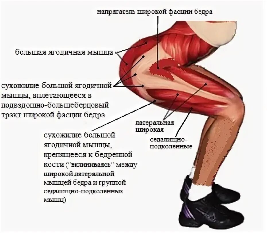 Отек ягодичных мышц. Сухожилие большой ягодичной мышцы. сухожилие средней ягодичной мышцы анатомия. мышца напрягатель широкой фасции бедра анатомия. тендинит сухожилия средней ягодичной мышцы.