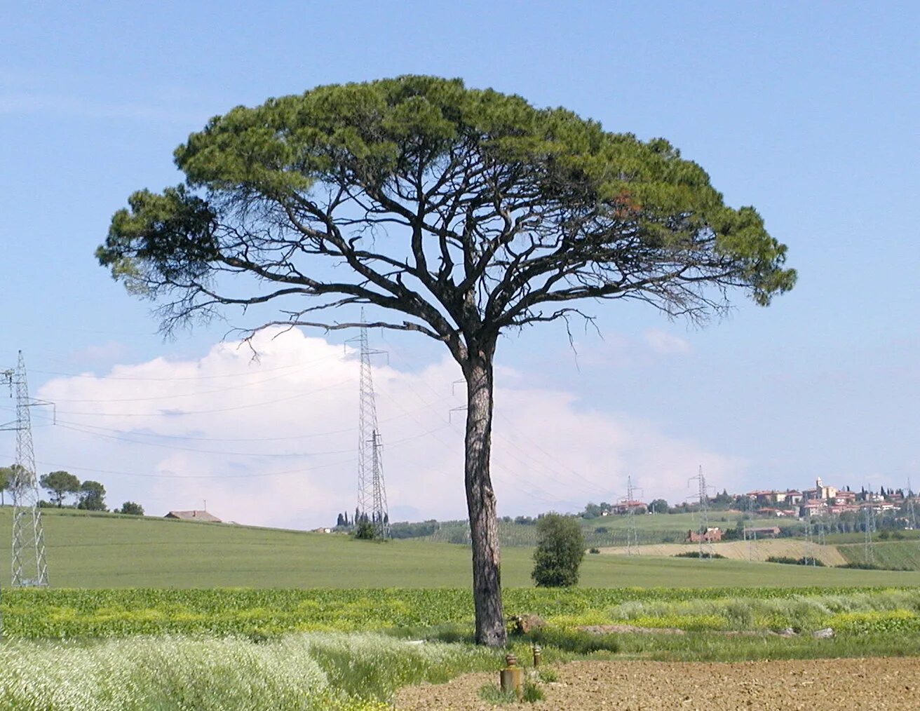 Пиния это. Пиния (Pinus pinea). Сосна Pinus pinea. Pinus roxburghii. Средиземноморская сосна Пиния.