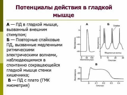 Мышечный потенциал