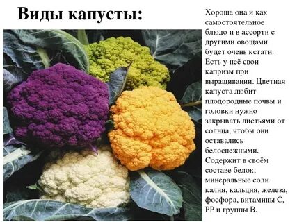 Капуста виды и названия