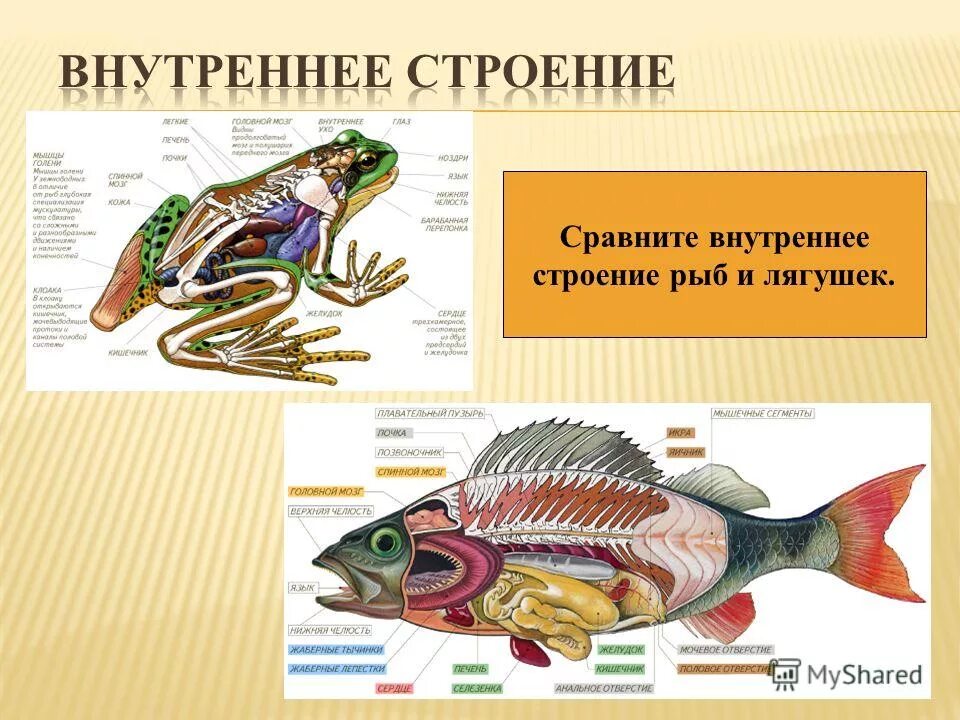 Внутреннее строение рыб и земноводных. Внутреннее строение рыб и земноводных. Система пищеварения лягушки. Внутреннее строение рыбы кровеносная система. Таблица по внутреннему строению амфибий.