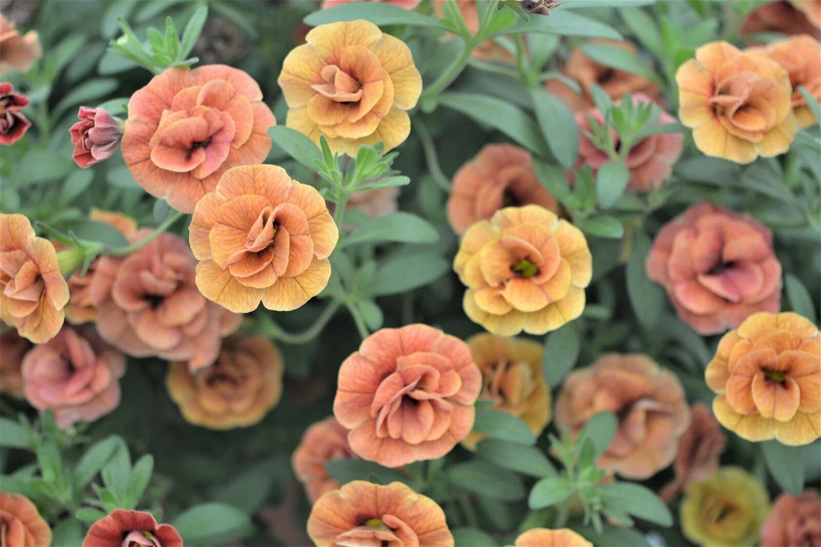 Mini famous. Mini famous. Калибрахоа нео пинк дарк пунш. Калибрахоа double pink. Калибрахоа дабл пинк.