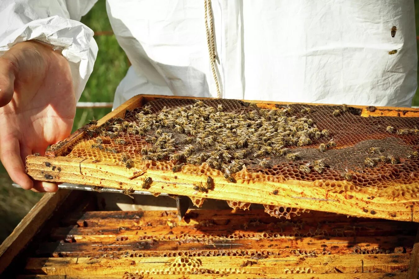 Пчеловоды урала пермь. Бджоляр. Пчела фото. Пчеловодство в канаде. Современное пчеловодство.