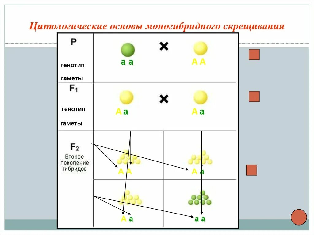 Каковы генотипы родителей и гибридов первого поколения. Моногибридное скрещивание f2. Моногибридное скрещивание таблица. Схема моногибридного скрещивания. Основы моногибридного скрещивания.