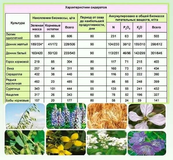 Сидерат летом какой лучше. Бобовые крестоцветные сидераты. Сроки посева сидератов таблица. Сидерат после крестоцветных. Растения сидераты таблица.