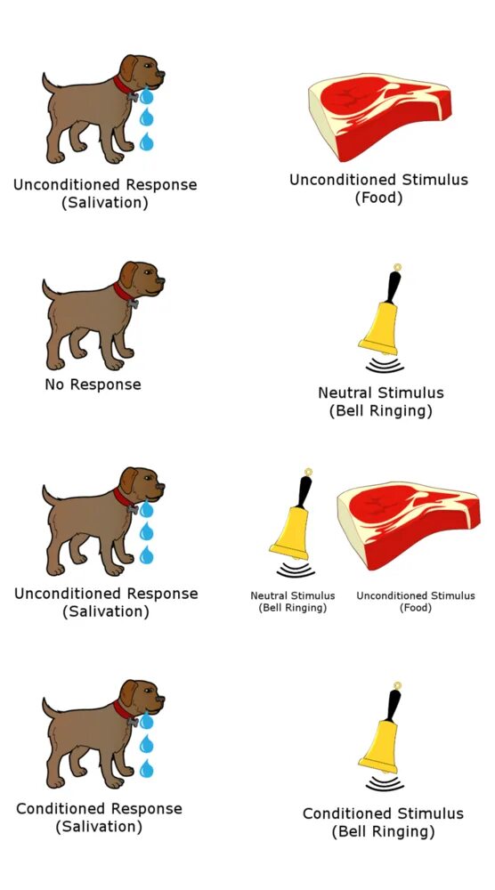 Classical conditioning