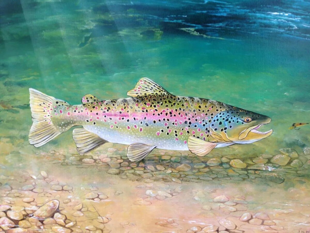 Форель морская радужная. Речная радужная форель карелии. Форель морская радужная. Озерная форель (радужная, кумжа). Озерная форель (радужная, кумжа).