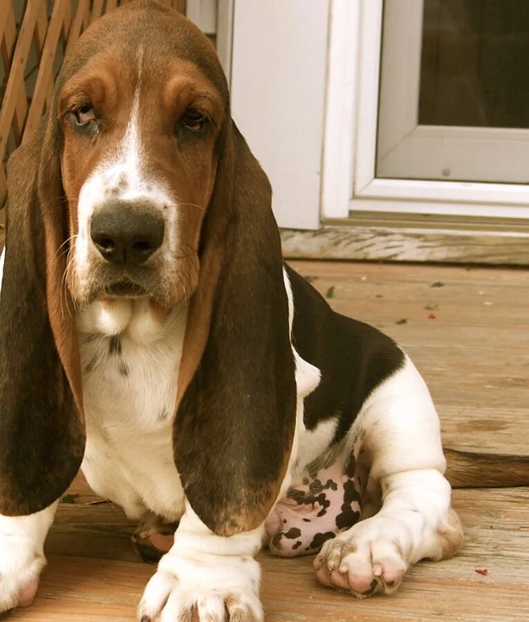 ° beagle °