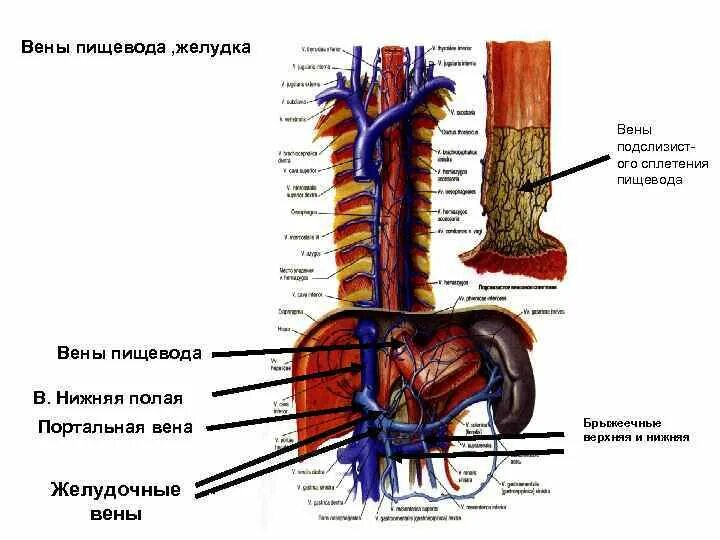 Схема кровообращения пищевода. Топография пищевода кровоснабжение. Кровоснабжение пищевода анатомия.