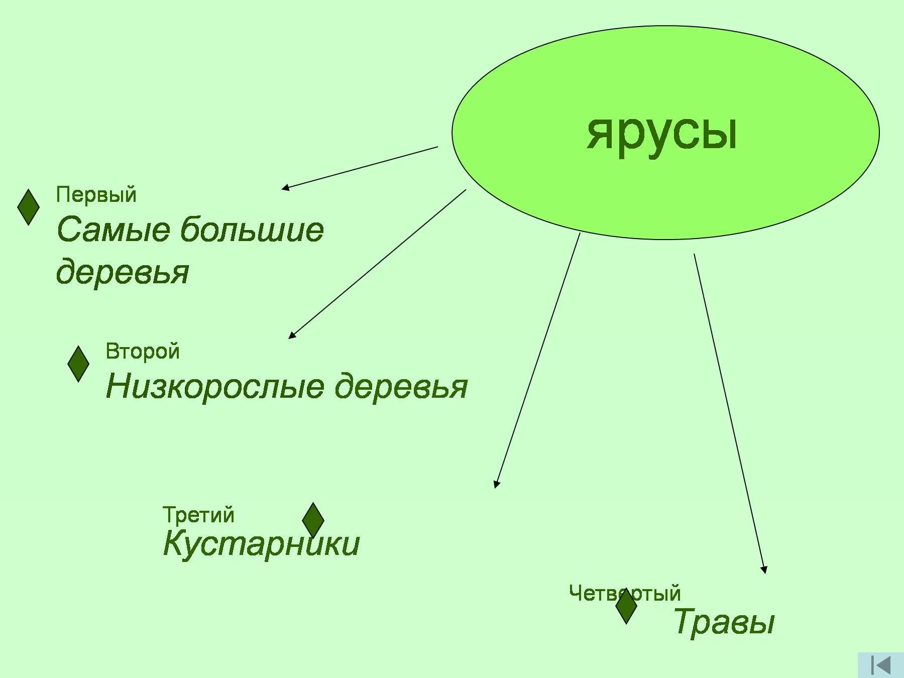 Ярусы растений. Ярусы растений в лесу. Ярусы леса схема. Ярусы леса 4 класс окружающий мир. Растения 4 яруса леса