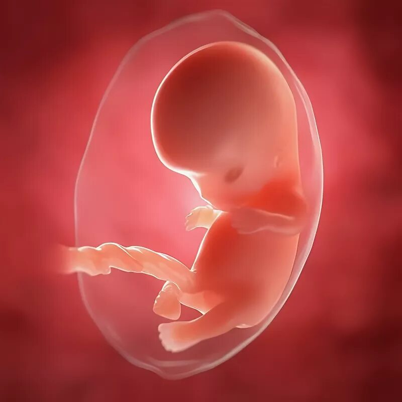 Как выглядит плод ребенка в 9 недель 9 Weeks Pregnant: What to Expect and How to Prepare