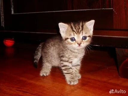 Котенок девочка 1 месяц