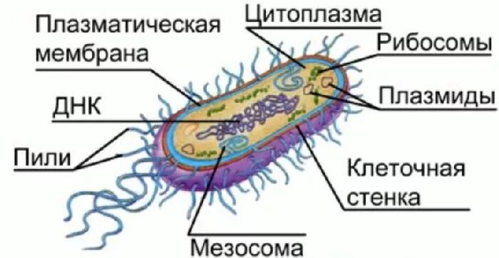 Прокариоты схемы. Строение клетки прокариот бактерии. Схема строения клетки прокариот. Строение прокариотической бактериальной клетки. Строение бактерии прокариот.