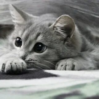 Вики кошечки