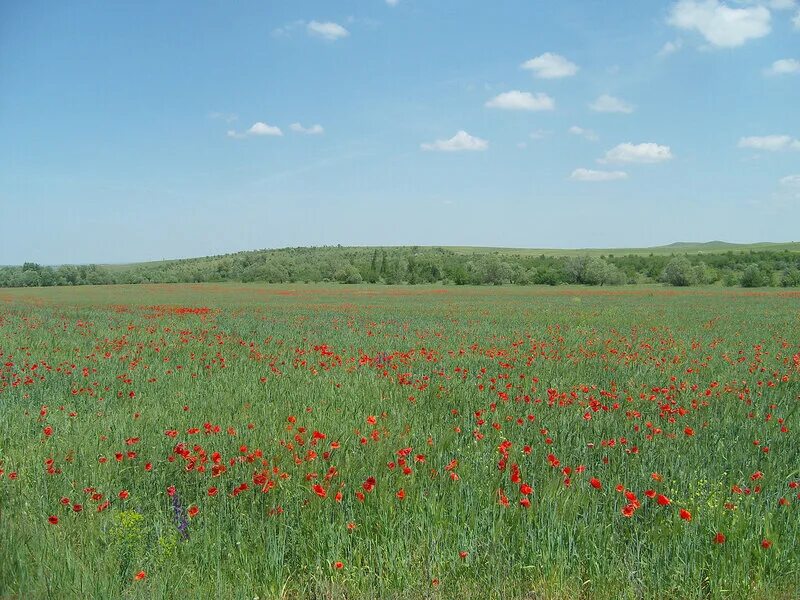 Лазорево поле