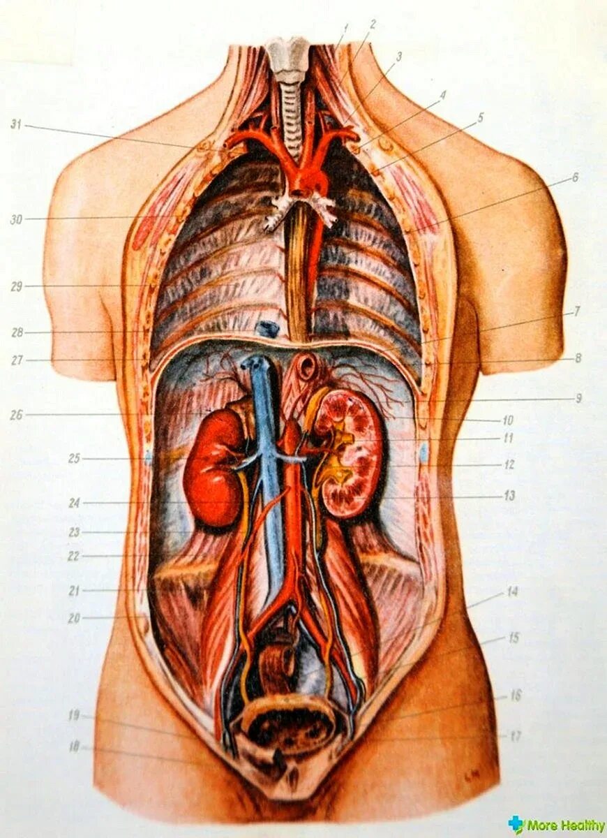 Органы человека расположение с надписями. Внутренние органы человека. Строение внутренних органов. Строение человека внутренние органы.