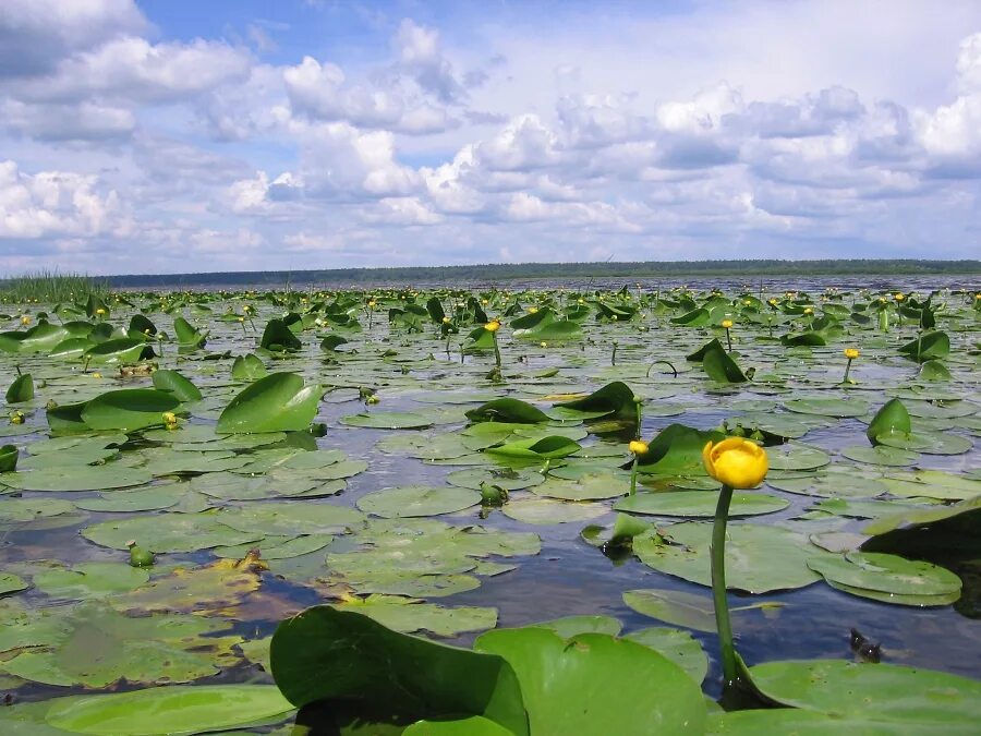 На озере росли кувшинки. Озеро Селигер кувшинки. Астраханский заповедник кубышка желтая. Астрахань кувшинки. Волга Ахтубинская Пойма кувшинки.