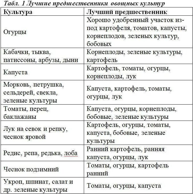 Лук после капусты можно сажать