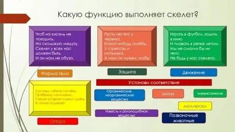 Какую функцию выполняет каждая группа