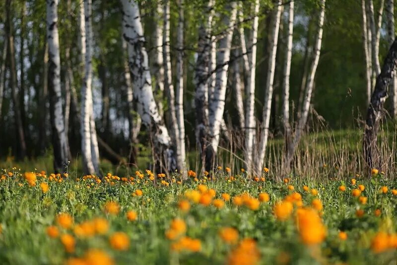 Купальница Сибирская. Весенняя природа Сибири. Природа Сибири весной.