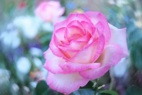 Розовые розы 12